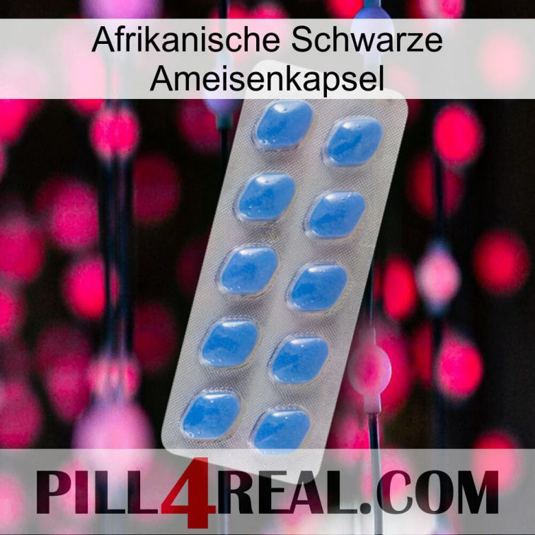 Africa Black Ant Capsule 22